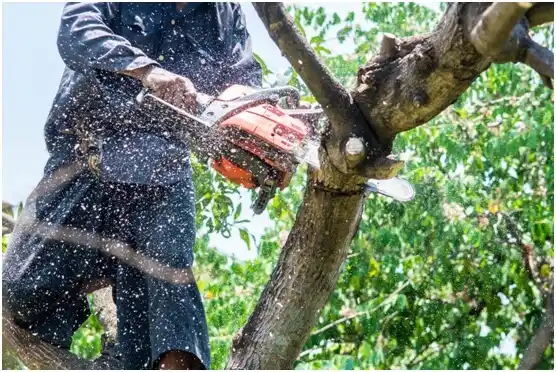 tree services Shoreacres